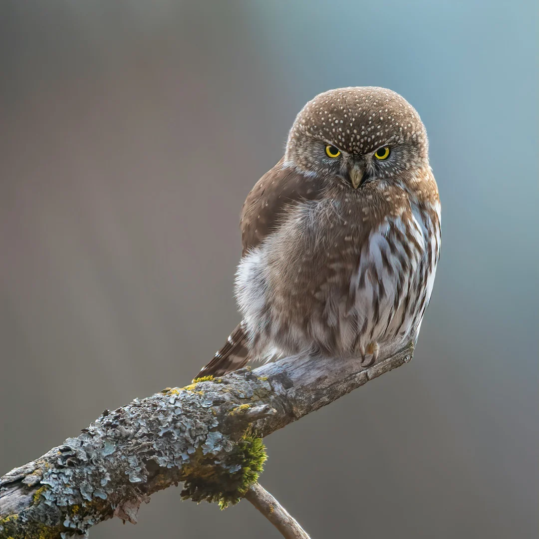 Illustration Niveau 2