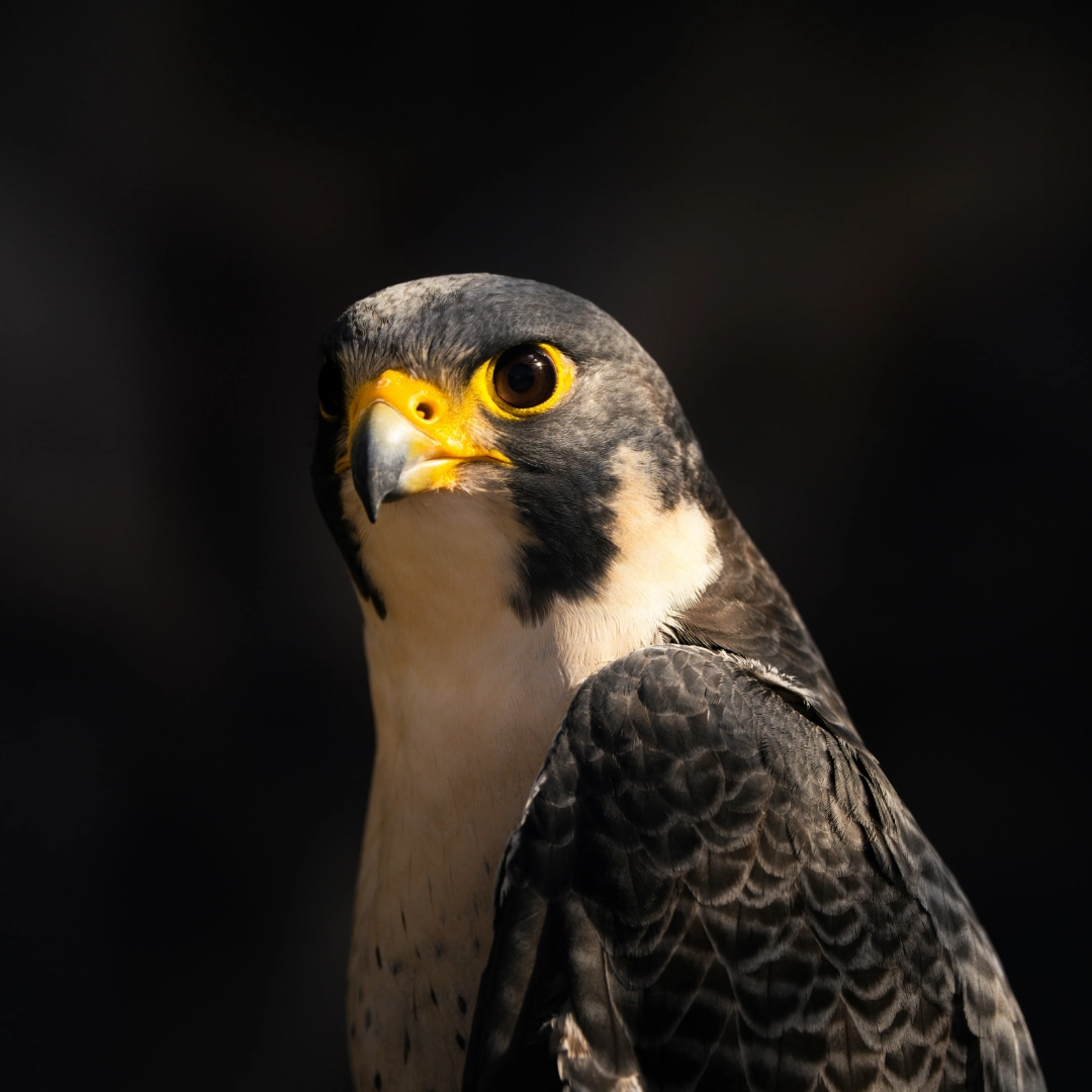 Illustration Niveau 3